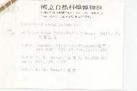 車前草藏品圖，第2張