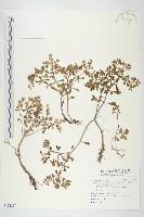 台灣佛甲草、石板菜藏品圖，第1張