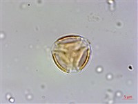 台灣佛甲草、石板菜藏品圖，第2張