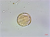 台灣佛甲草、石板菜藏品圖，第3張