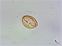 台灣佛甲草、石板菜藏品圖，第4張