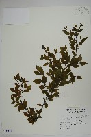 燈稱花、烏雞骨藏品圖，第1張