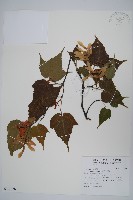 大屯尖葉槭, 川上氏槭藏品圖，第1張