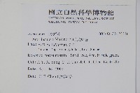 大屯尖葉槭, 川上氏槭藏品圖，第2張