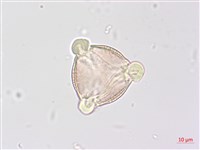 野鴉椿藏品圖，第1張