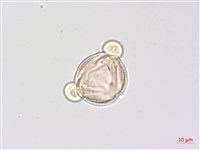 野鴉椿藏品圖，第2張