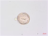 野鴉椿藏品圖，第3張