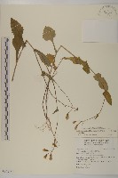 粉黃纓絨花藏品圖，第1張