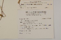 粉黃纓絨花藏品圖，第2張