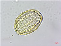 串鼻龍藏品圖，第1張