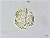 串鼻龍藏品圖，第2張