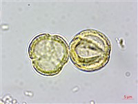 串鼻龍藏品圖，第3張