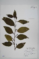 多子漿果莧藏品圖，第1張