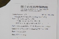 多子漿果莧藏品圖，第2張