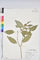 白苞猩猩草藏品圖，第1張