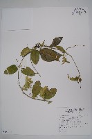 鷗蔓藏品圖，第1張