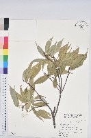 青剛櫟、鐵椆藏品圖，第1張