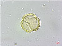 串鼻龍藏品圖，第2張