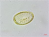 串鼻龍藏品圖，第3張