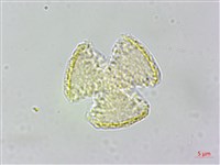 串鼻龍藏品圖，第4張