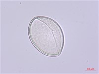 山寶鐸花藏品圖，第3張