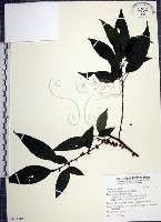 水雞油藏品圖，第1張