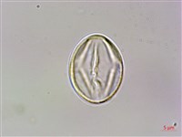 虎婆刺藏品圖，第1張