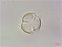 虎婆刺藏品圖，第2張