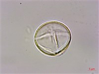 虎婆刺藏品圖，第3張