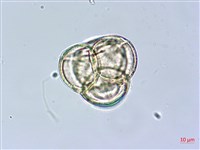 金毛杜鵑藏品圖，第2張