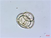 金毛杜鵑藏品圖，第3張