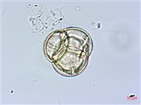 金毛杜鵑藏品圖，第4張