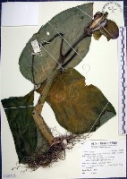 申跋、油跋、小天南星藏品圖，第1張