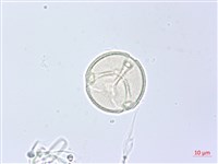 角花烏蘞莓藏品圖，第1張