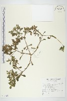 台灣佛甲草、石板菜藏品圖，第1張