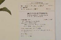 粉黃纓絨花藏品圖，第2張