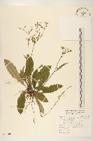 刀傷草藏品圖，第1張