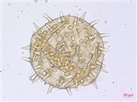 黃蜀葵, 蘭嶼香葵藏品圖，第1張