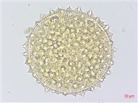 細葉金午時花藏品圖，第1張