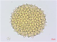 細葉金午時花藏品圖，第2張