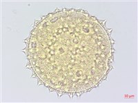 細葉金午時花藏品圖，第3張