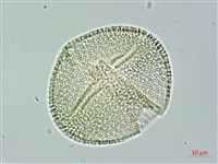 垂桉草藏品圖，第2張