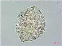 垂桉草藏品圖，第3張