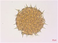 野棉花藏品圖，第1張