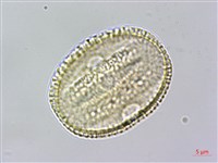 臺灣鱗球花藏品圖，第2張