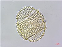 臺灣鱗球花藏品圖，第3張