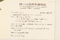 小花蔓澤蘭藏品圖，第2張