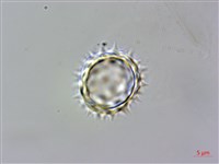 小花蔓澤蘭藏品圖，第2張