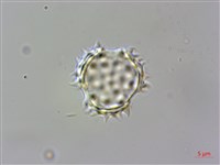 小花蔓澤蘭藏品圖，第3張