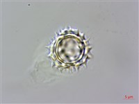 小花蔓澤蘭藏品圖，第4張